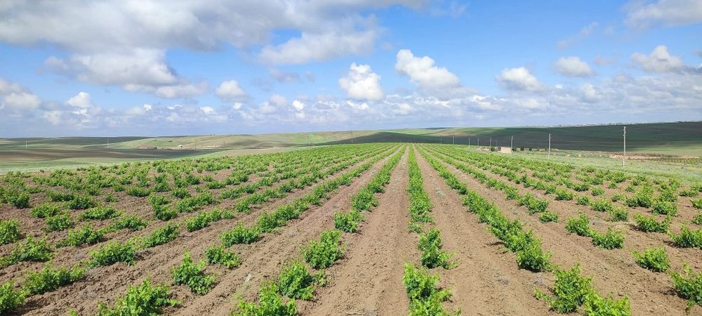 5 yillik tokzorlarimiz srochna sotiladi hosilga kirgan qora uzum