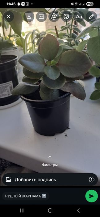 Продажа комнатных цветов