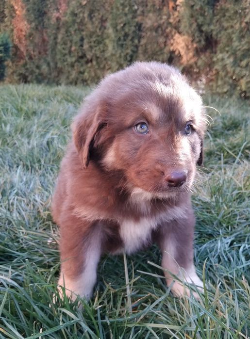 Българско овчарско куче