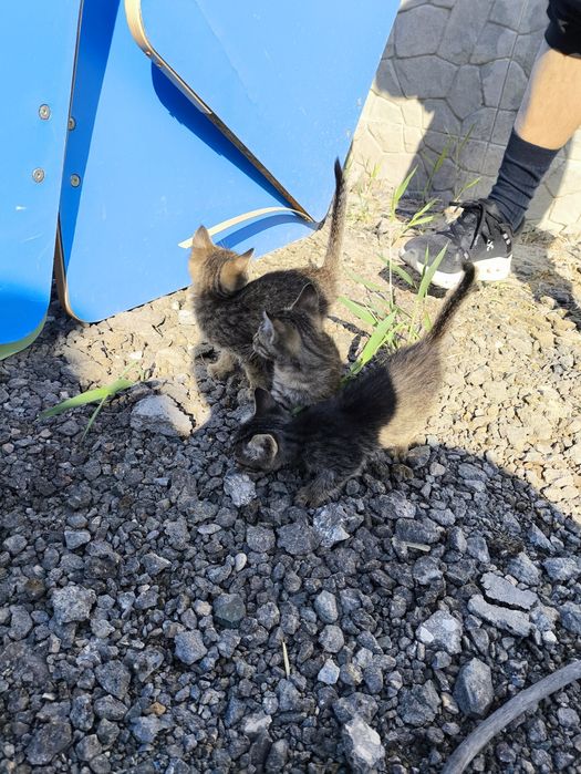 Отдам 3 котят в добрые руки