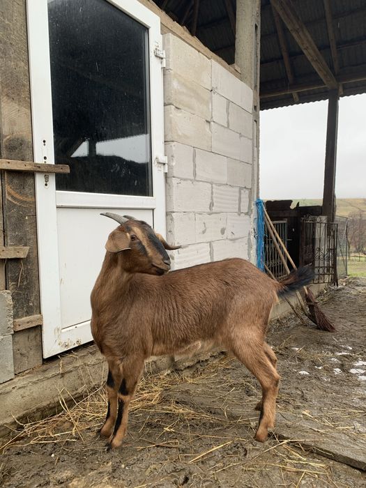 Vând doua capre gestante