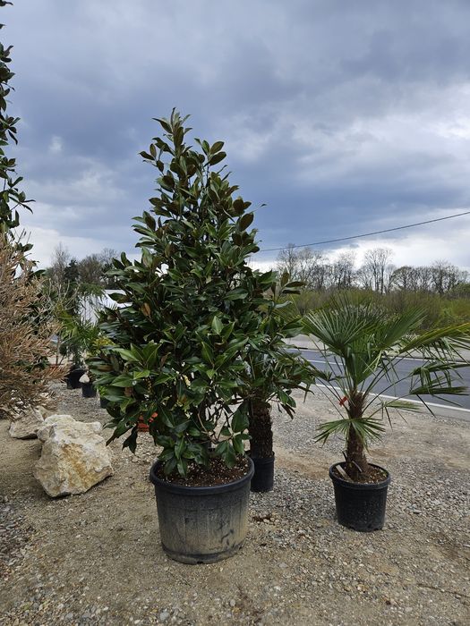 Maslin  bonsai plante