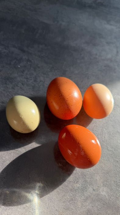 Цеплята доминант