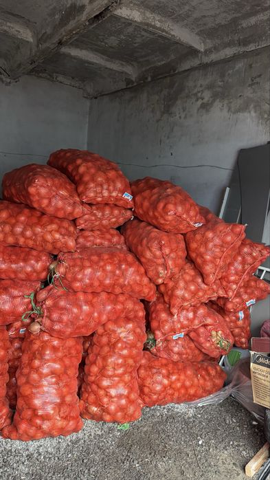 Продам лук! Недорого