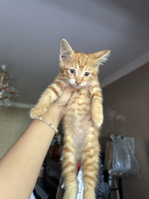 В добрые руки котенка / bepul