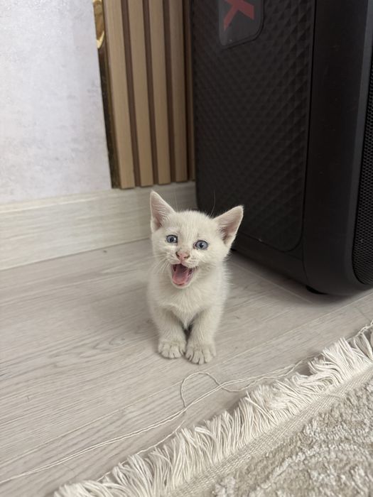 Котята в надёжные руки