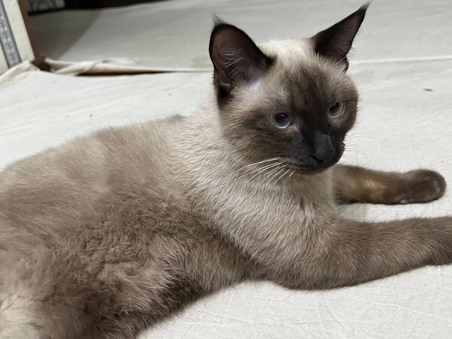 Кошка на продажу