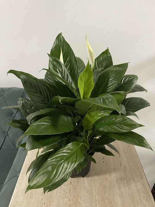 Женское счастье