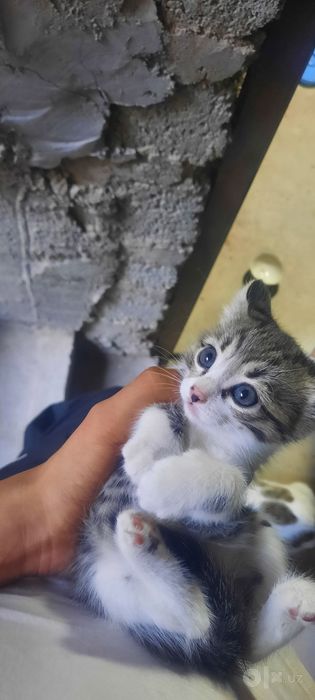 Uy mushugi uyinqaroq