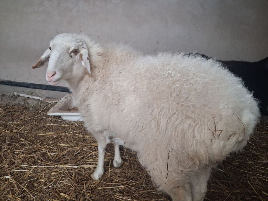 Семиз, пародалы кой сатылады