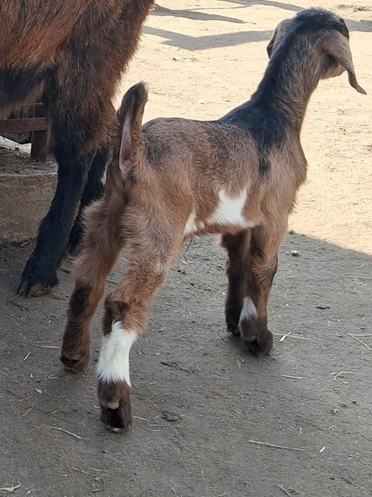 Disponibil tap 1 .5 ciut genetic !