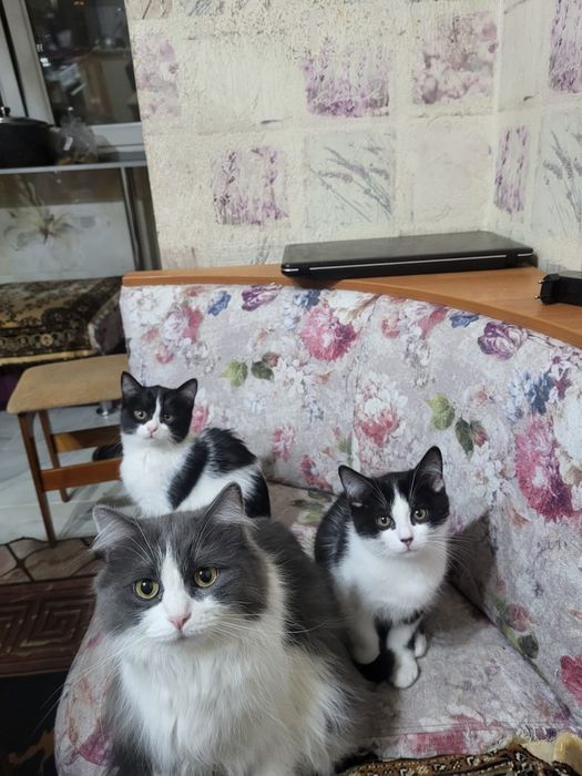 Отдаю хорошеньких котят