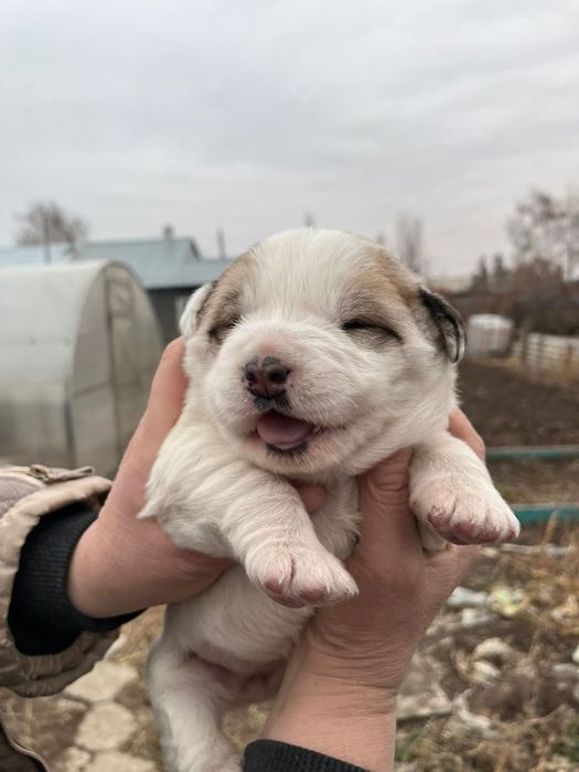 Продам щенков Алабая