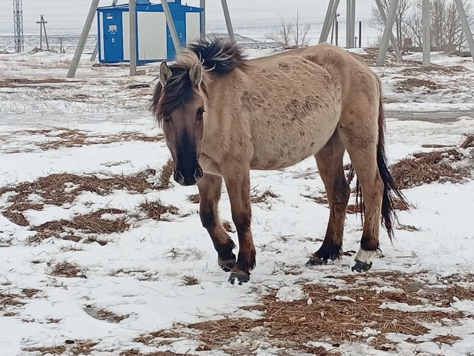 Продам Байтал 3 жасар