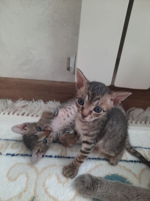 Котята сфинкс боаш