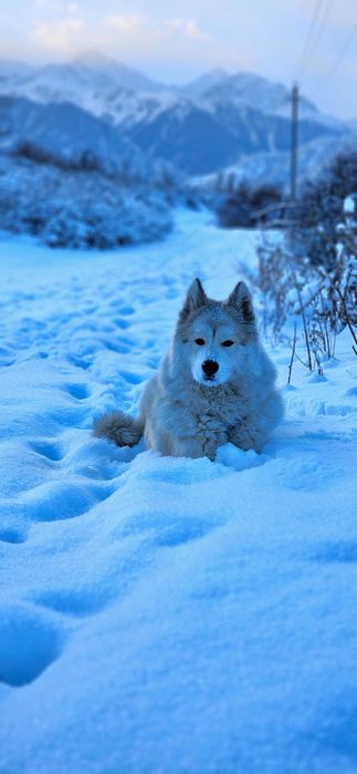 Собака Маламут/хаски
