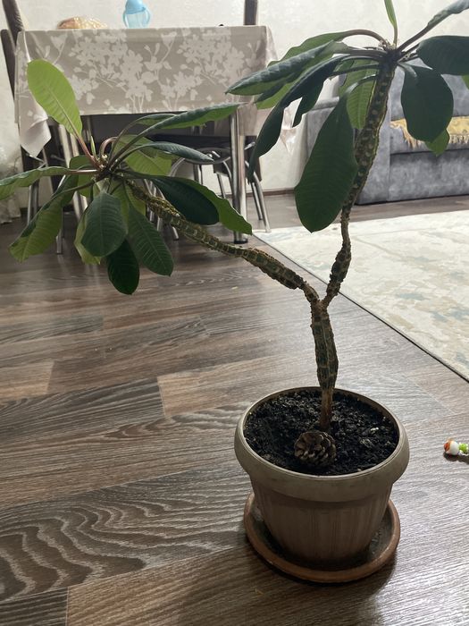 продам комнатное растение