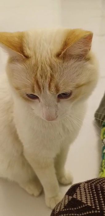 Кот мальчик в добрые руки