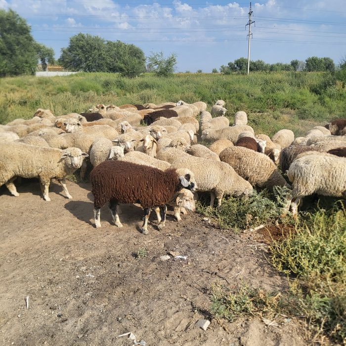 Продам зимних ягнят