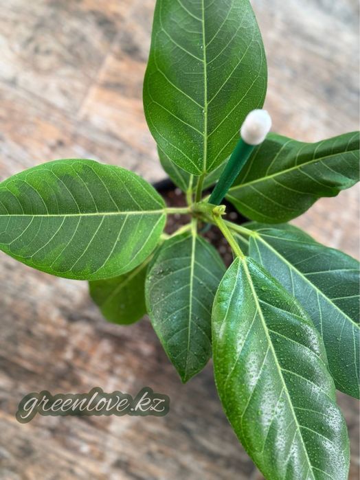 Фикусы в ассортименте