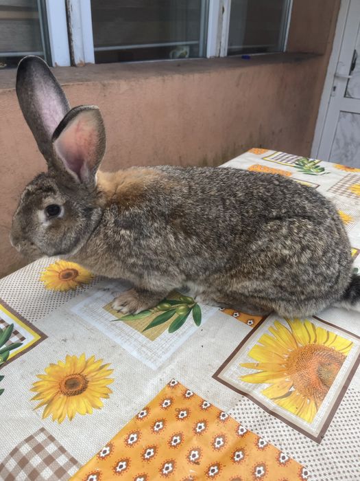 Vând femela urias german