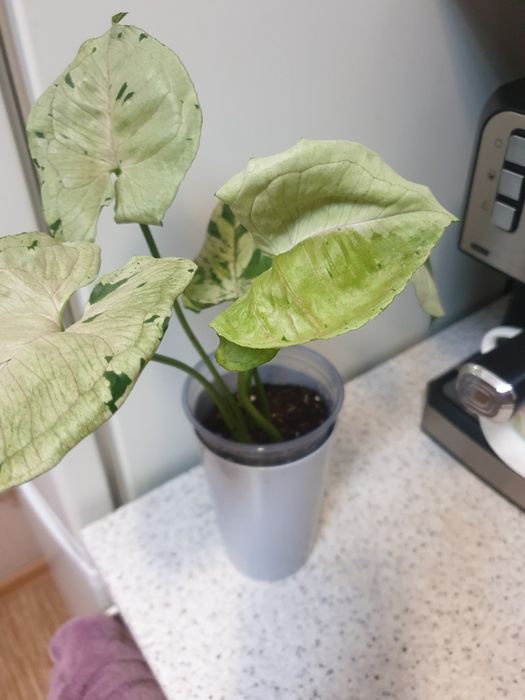 Продам сингониум сорт "серый призрак"