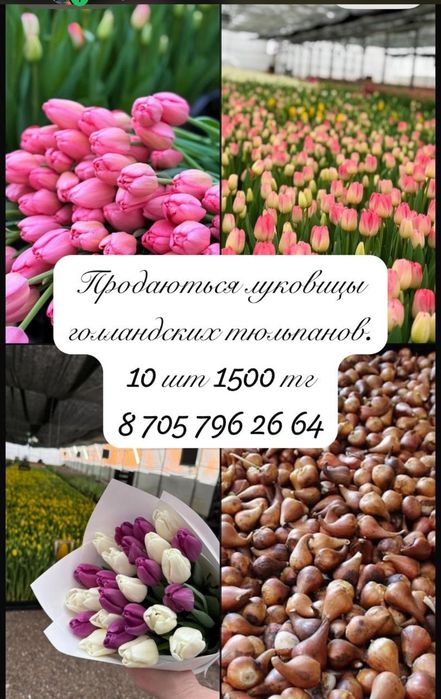 Луковицы тюльпанов
