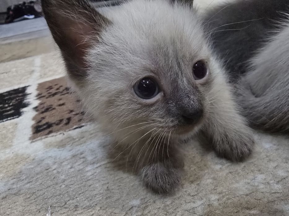 Отдам котят в добрые руки