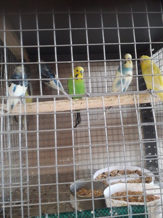 Papagali călugări,micul alex,ninfe,perusi și zebre australiene austral