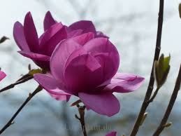 Magnolia livingstone