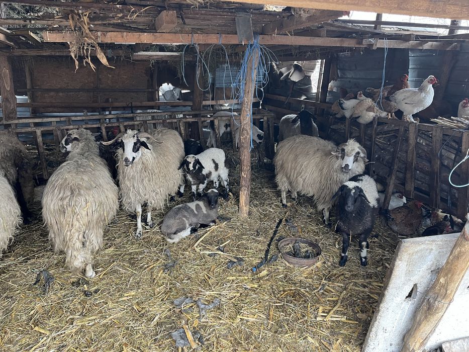 Vând 12 oi 1300 lei