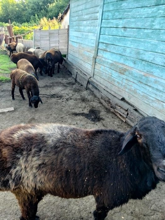 Продам гиссар кошкар