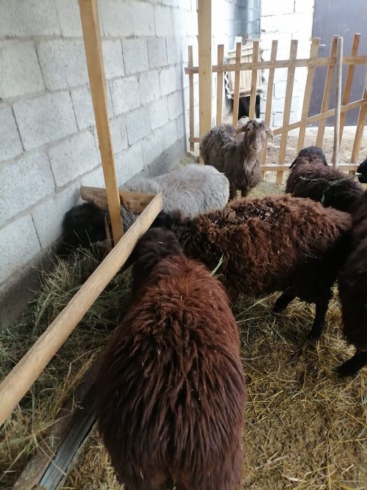 Токтылар арзан багада