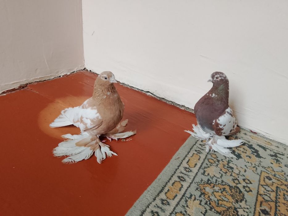 Голуби .капканы .гладкие
