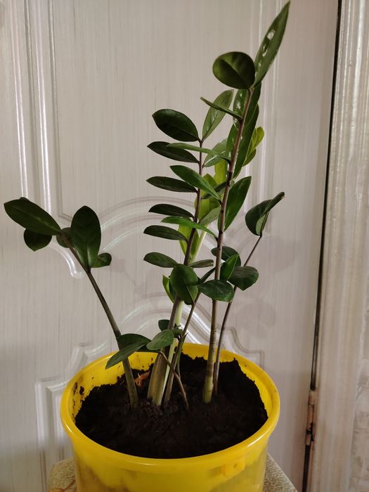 Комнатные цветы.