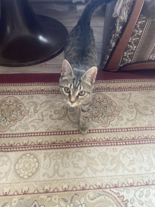 Отдадим котенка!