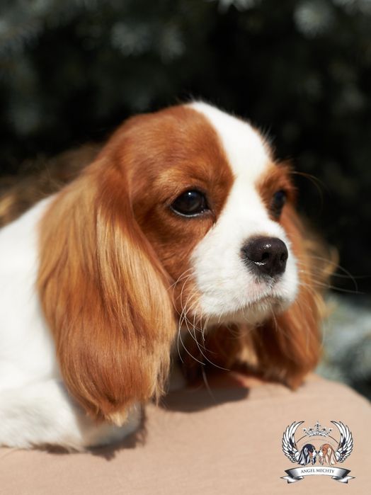 Кавалер Кинг Чарльз Спаниель девочка блейнхейм
