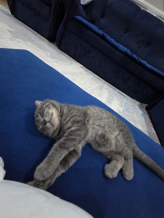 Шотландский вислоухий котик