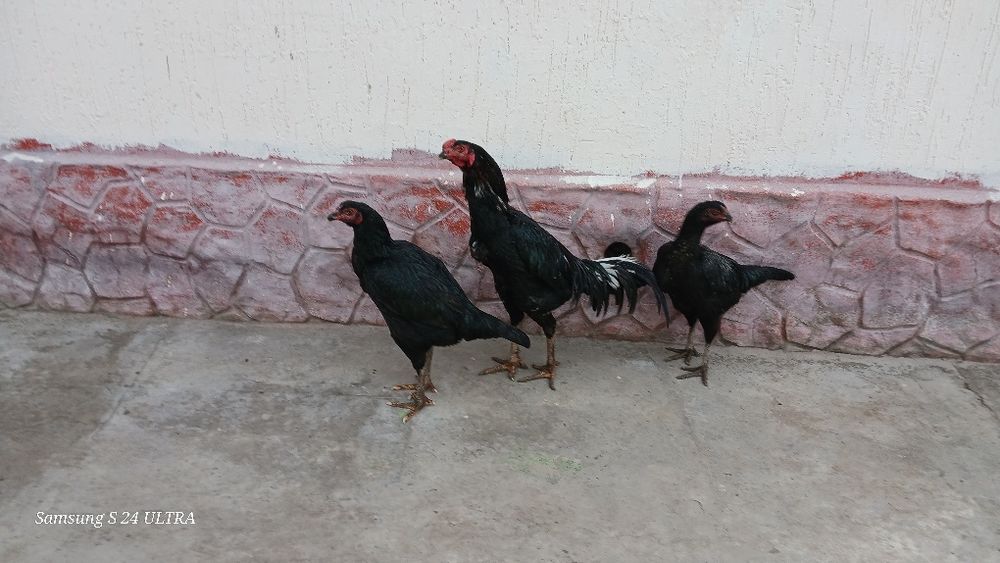 Дакан семейка сатылады