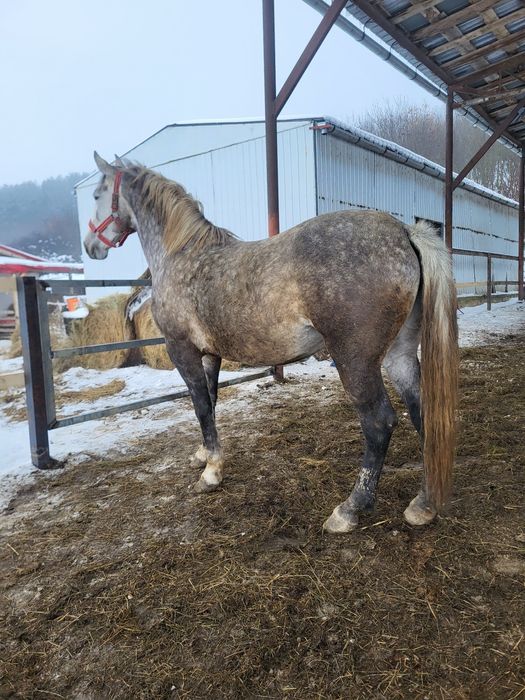 Iepe lipitan de vinzare învățate pentru echitație și trasura