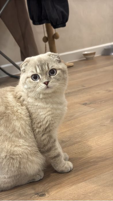 У нашей кошечки началась течка