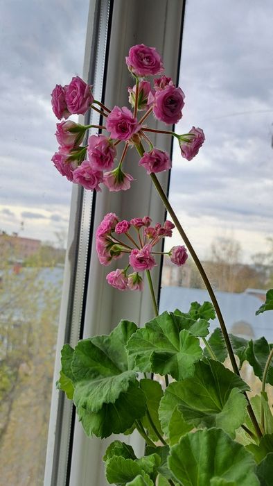 Пеларгония Ю Мерлизон 2