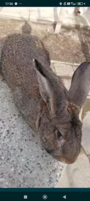 Продавам зайци и заешко месо