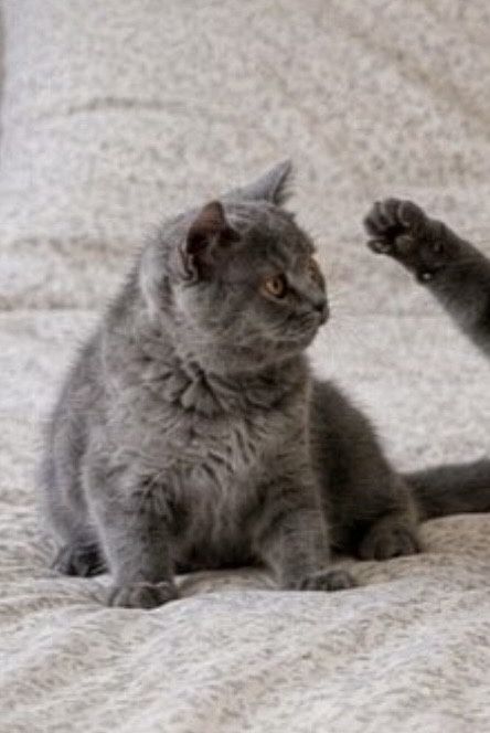 British shorthair blue femela cu pedigree