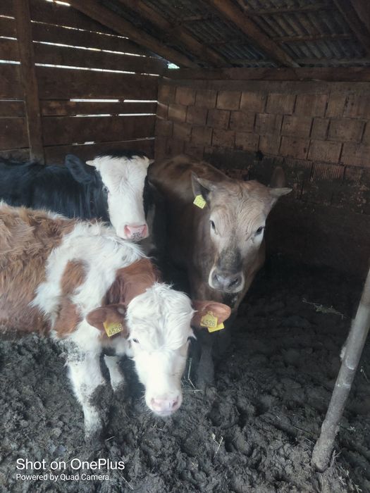 Vând tăurași și vițele