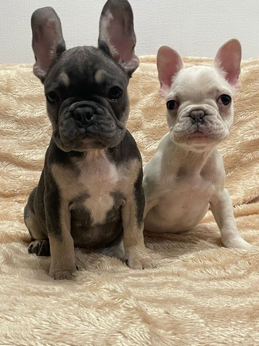 Цветные французы