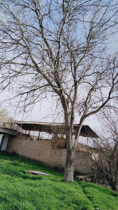 Yongoq daraxti  sotiladi