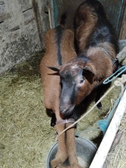 Vând capra Francez Alpin original