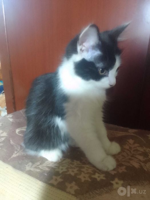 Отдам котят в хорошие руки