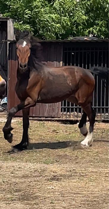 Продам элитного коня